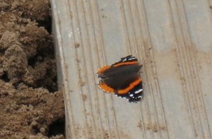 butterfly2011